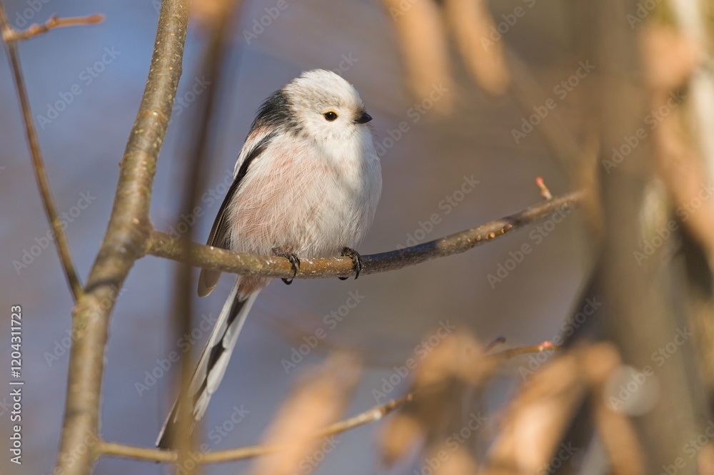 Fototapeta premium Aegithalos caudatus aka Long-tailed Tit perched on a tree branch. Funny fluffy european bird.