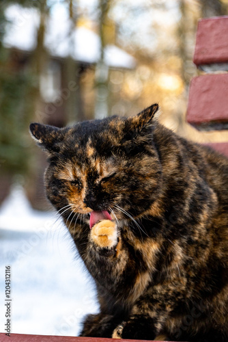 tricolor street cat washes his face on a bench outdoor