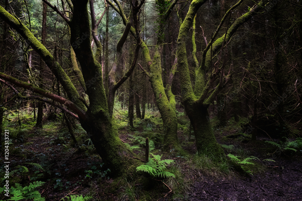 Naklejka premium A view into a lush forest. Trees display extensive moss growth. Low light conditions prevail. Ground level vegetation is abundant. The scene is verdant.