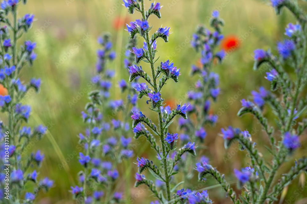 Obraz premium wild flowers in the field