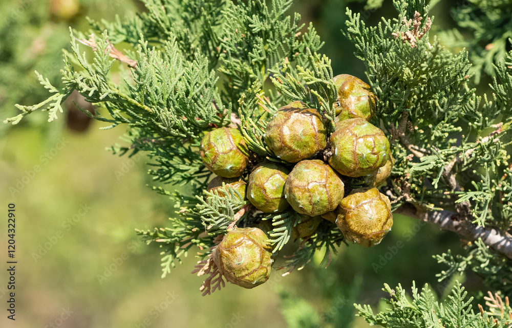Obraz premium pine trees. photos of pine trees and cones.