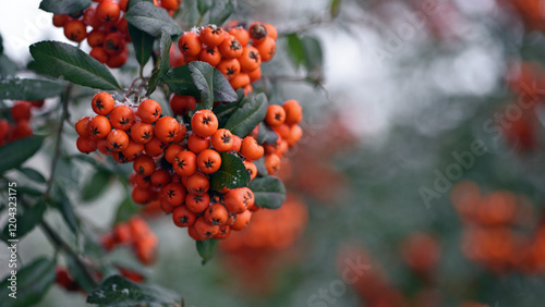 Fotografija Winter rowan tree under snow close-up