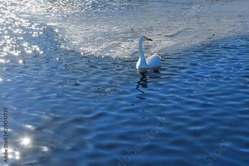 Obraz na płótnie Singschwan im Winter in Reykjavik w salonie