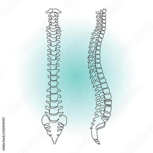 Human spine vector illustration. Human backbone icon. Chiropractor linear art. Vertebrae. Anatomy sign. Continuous one line drawing. Simple sketch of part of skeleton. Front and side view.