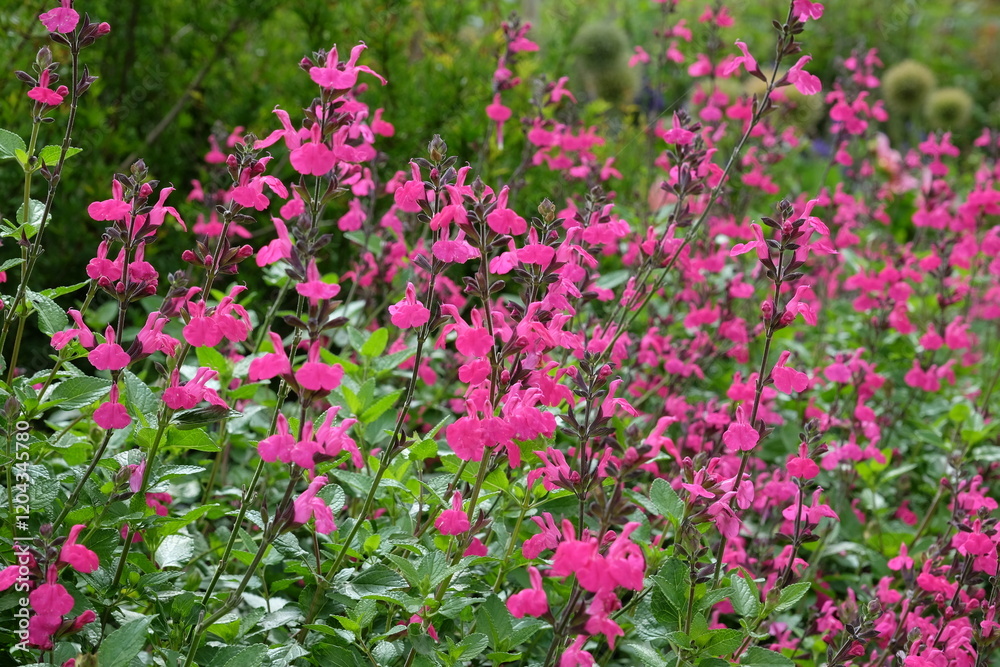 Bright pink Salvia microphylla ‘Cerro Potosí’, also known as baby sage, in flower. Bright pink Salvia microphylla ‘Cerro Potosí’, also known as baby sage, in flower.