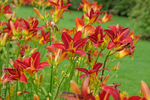 Foto Red Daylily Hemerocallis ‘Stafford’ in flower.