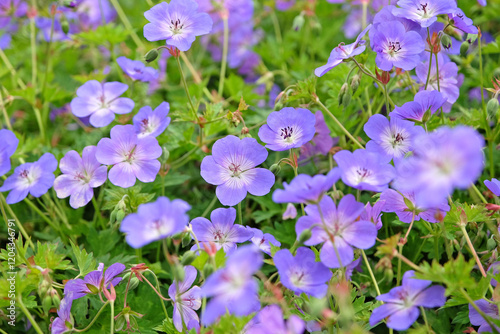 Tableau sur toile Purple hardy geranium cranesbill ‘Rozanne’ in flower.