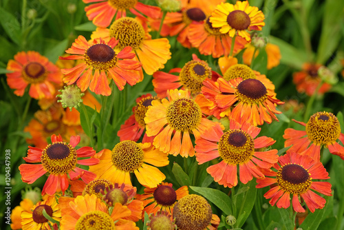 Orange and yellow helenium sneezeweed ‘Waltraut’ in flower. photo