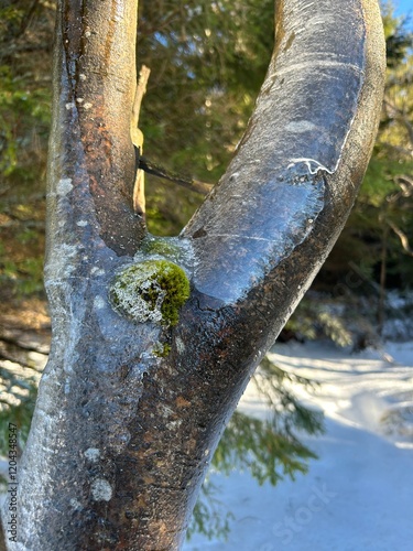 The tree branch covered with smellting ice. The spring is comming!