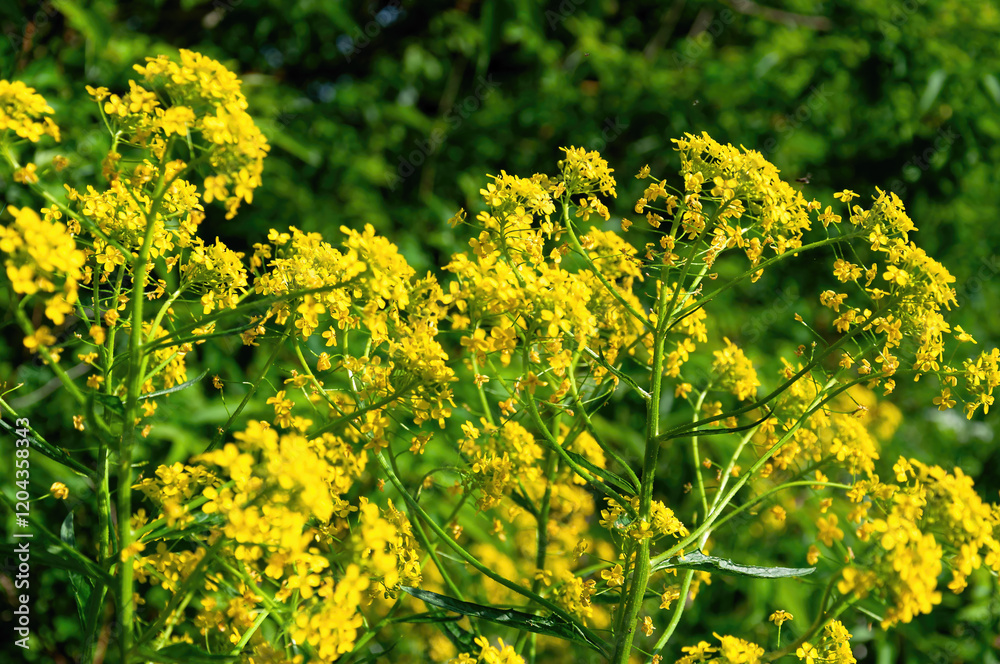 A bunch of yellow flowers with green leaves. A bunch of yellow flowers with green leaves.