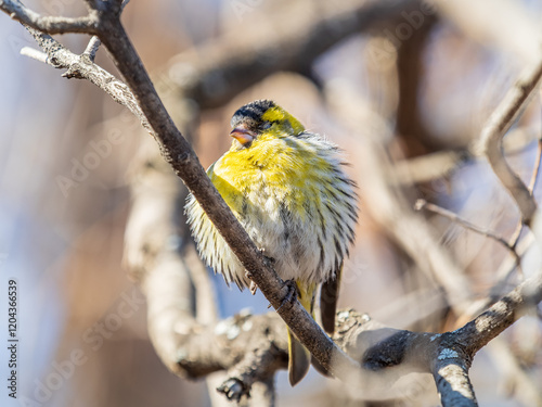 Eurasian siskin male, latin name spinus spinus, sitting on branch of tree. Cute little yellow songbird. photo