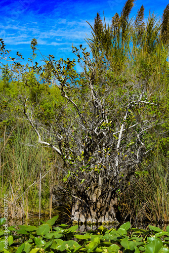 Everglades White Mangrove tree Laguncularia racemosa on the water with vegetation such as lily pads, saw grass, and Wild Miscanthus Sinensis Shruba, at Everglades National Park, South Florida photo