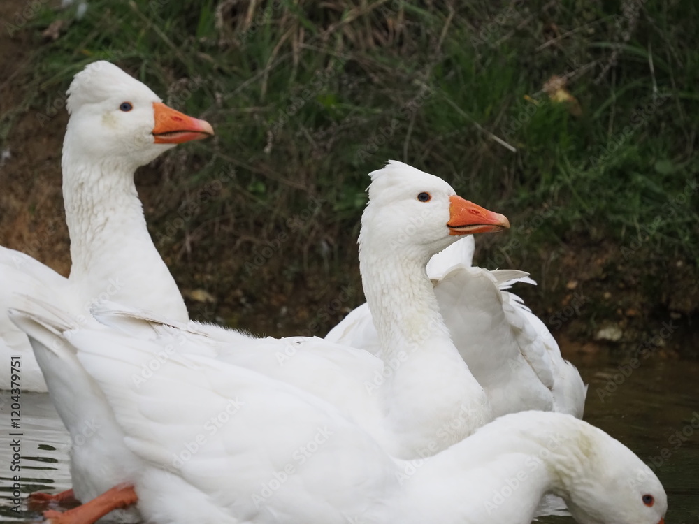 Domestic white geese flock swimming on a small pond at rural farm. Traditional poultry farming scene with waterfowl on natural water surface surrounded by green grass Domestic white geese flock swimming on a small pond at rural farm. Traditional poultry farming scene with waterfowl on natural water surface surrounded by green grass