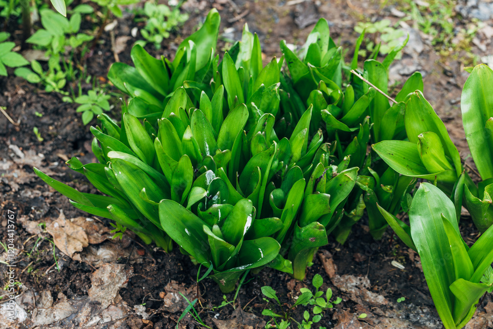 Fototapeta premium Green leaves of Colchicum in the garden in spring