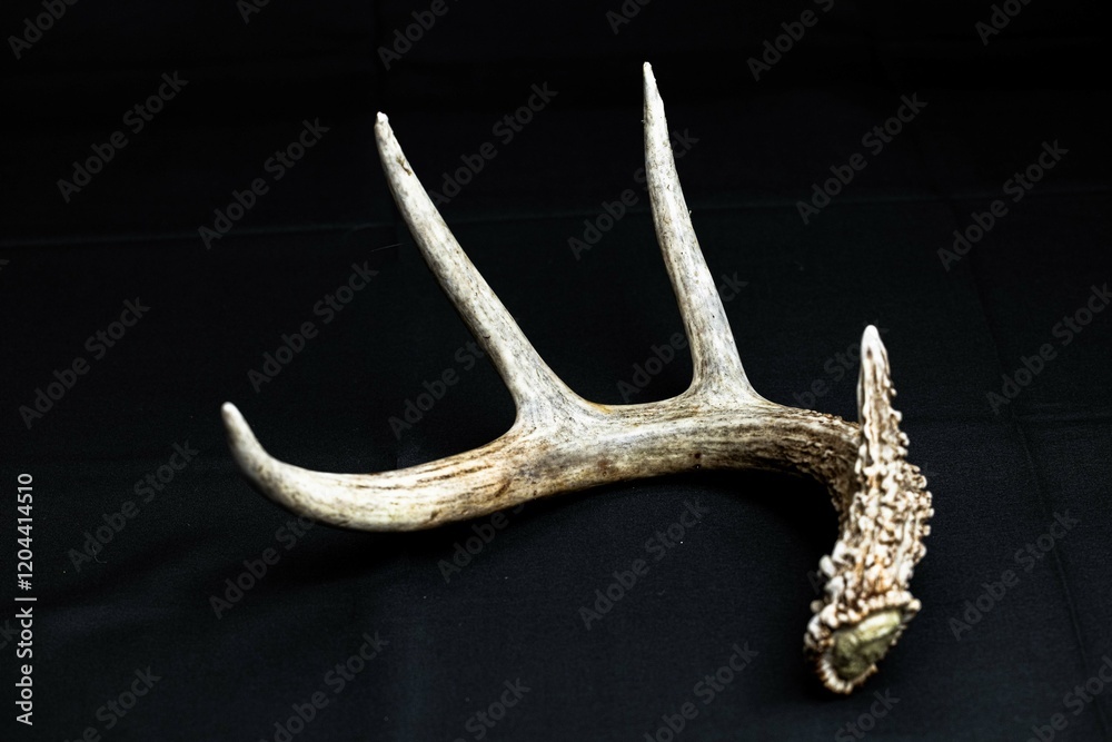 Fototapeta premium horns of a deer, shed antler from a whitetail buck isolated on black