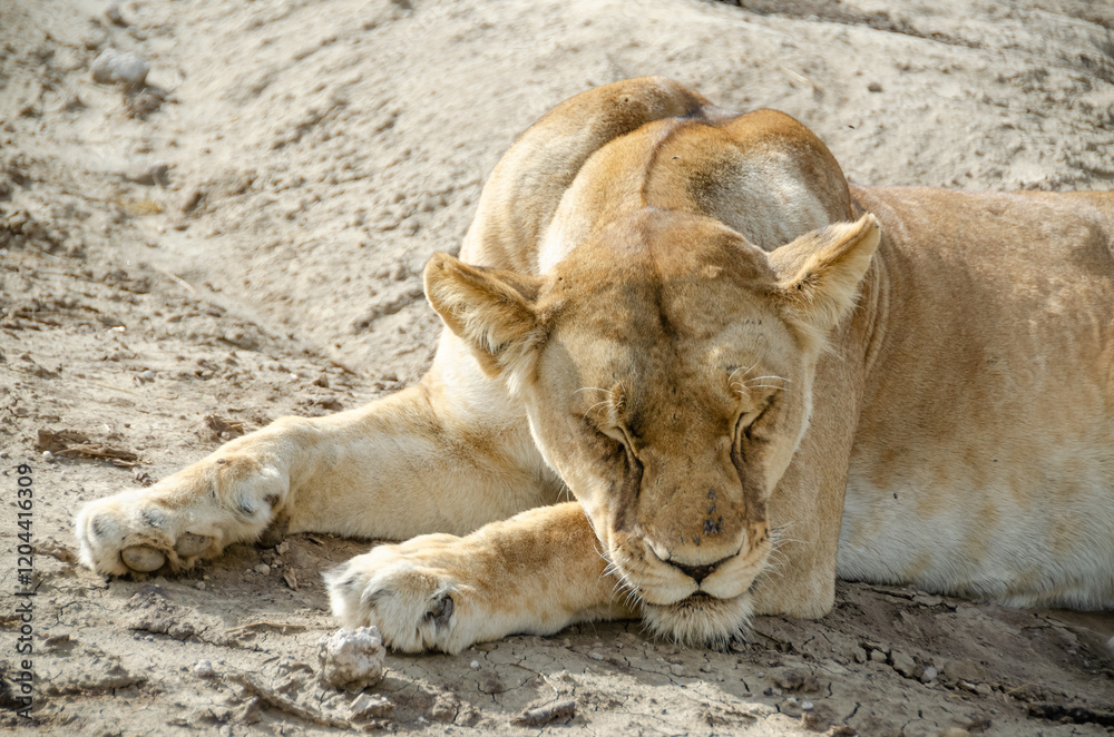 Obraz premium A lioness lies on the ground in Serengeti National Park, Tanzania, Africa. 