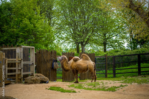 Full body of a bactrian camel at the zoo photo