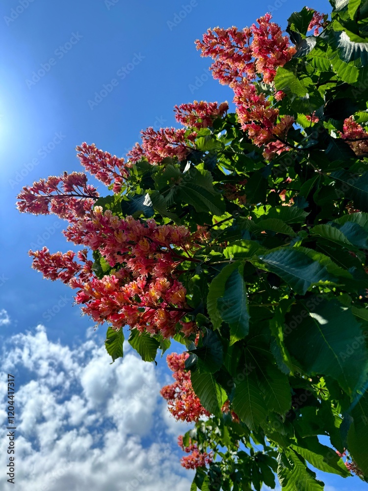 Fototapeta premium Red horse chestnut tree blossom Aesculus carnea red buckeye against sky.