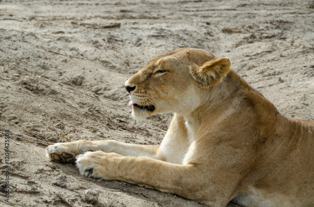 Obraz premium A lioness lies on the ground in Serengeti National Park, Tanzania, Africa. 
