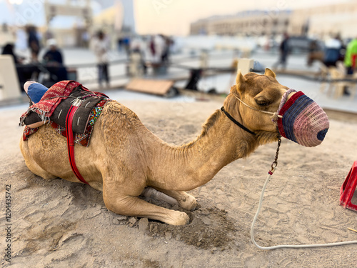 brown arabian camel with its mouth closed