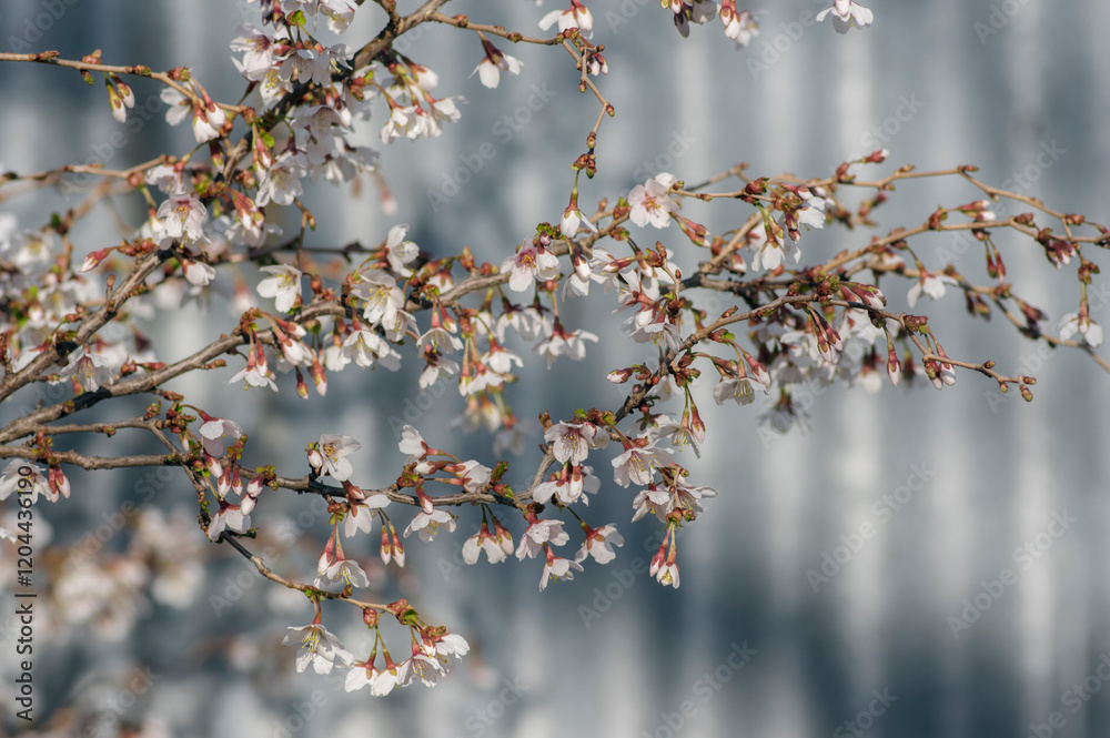 Prunus incisa Kojou-no-mai flowering early spring ornamental tree, beautiful small bright white flowers in bloom on branch