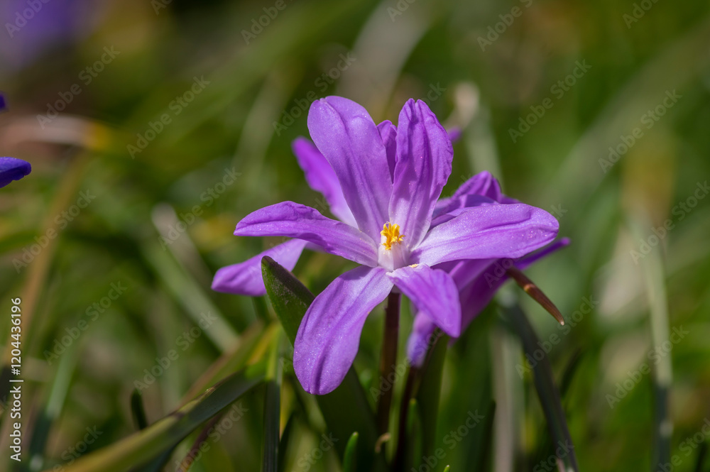 Scilla luciliae blue small springtime flowers in the grass, close up view bulbous flowering plant Scilla luciliae blue small springtime flowers in the grass, close up view bulbous flowering plant