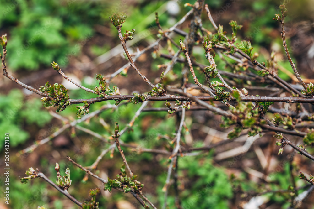 Blackcurrant Gall or Big Bud Mite pest. Infected enlarged round buds on young currant bush in Spring Blackcurrant Gall or Big Bud Mite pest. Infected enlarged round buds on young currant bush in Spring