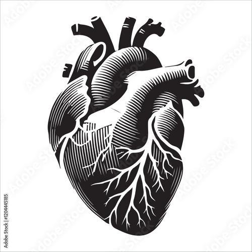 Human heart vector silhouette, icon