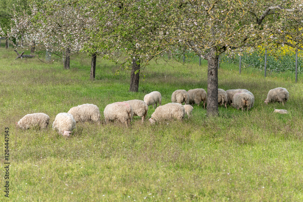 Obraz premium A herd of sheep are grazing in a field of grass