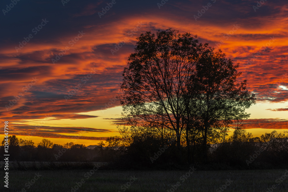 Fototapeta premium A beautiful sunset with a tree in the foreground