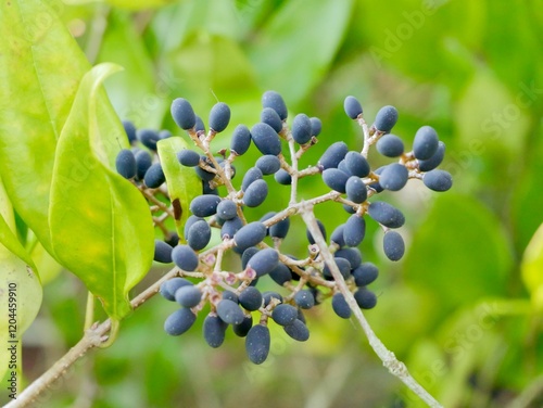 Obraz na płótnie Panicles with ripe berries of the broad-leaf privet (Ligustrum lucidum), Chinese privet, glossy privet, tree privet or wax-leaf privet