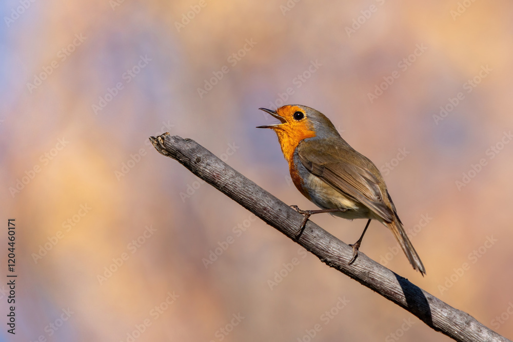 Fototapeta premium A robin bird on the bush