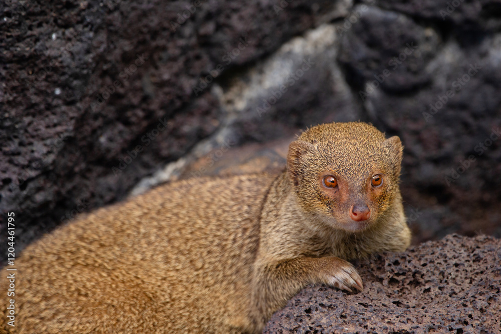 Cute furry Small Asian mongoose is resting among black volcanic rocks in the garden, invasive species in Hawaii islands. Cute furry Small Asian mongoose is resting among black volcanic rocks in the garden, invasive species in Hawaii islands.