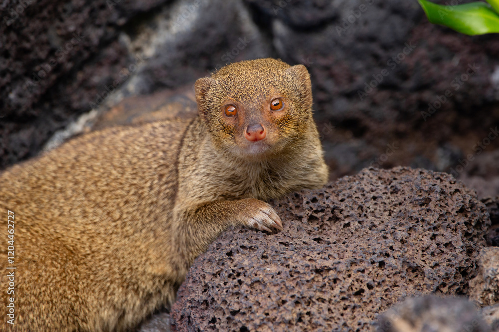 Cute furry Small Asian mongoose is resting among black volcanic rocks in the garden, invasive species in Hawaii islands. Cute furry Small Asian mongoose is resting among black volcanic rocks in the garden, invasive species in Hawaii islands.