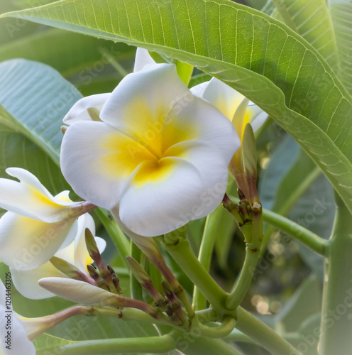 Plumeria Alba photo