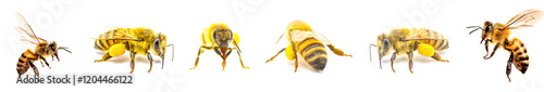 Foto western honey bee or European honey bee - Apis mellifera - closeup side view in flight flying in mid air and with pollen sac on tibia