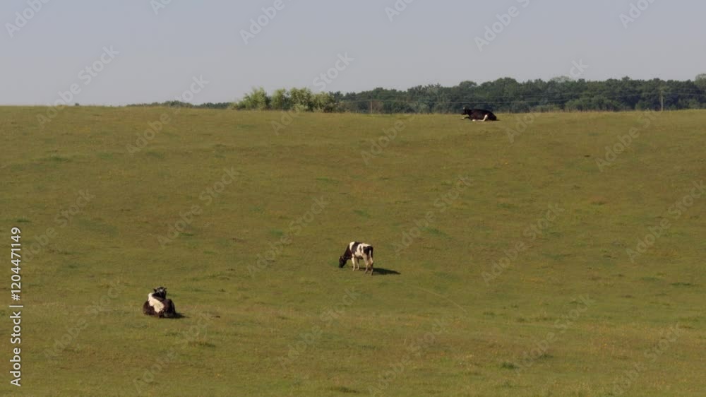 Two cows graze peacefully on a vibrant green hillside, one standing and the other lying down, enjoying the serene landscape and ample pasture. Village, farm animals, country
Two cows graze peacefully on a vibrant green hillside, one standing and the other lying down, enjoying the serene landscape and ample pasture. Village, farm animals, country