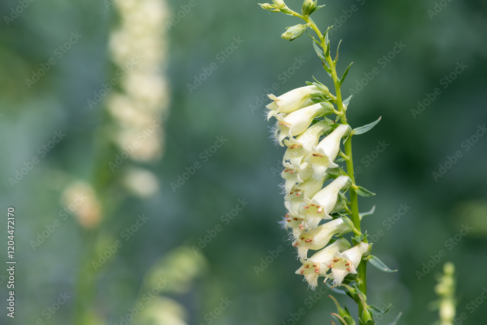 Straw foxglove (digitalis lutea) flowers in bloom Straw foxglove (digitalis lutea) flowers in bloom
