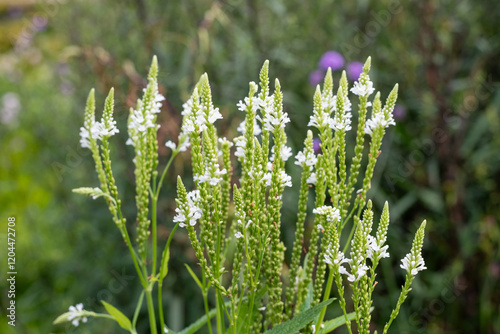 White spires swamp verbena (verbena hastata) flowers in bloom
