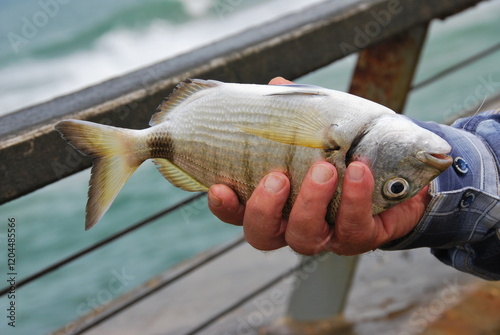 A fisherman in a blue plaid shirt holds a silver fish with yellowish fins and tail, probably dentex dentex. They stand with the sea and a railing in the background. The setting is outdoors and bright.