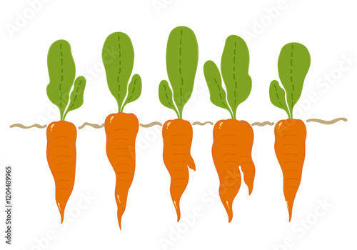 Carrot vector illustration, two full carrots, orange with green leaf vector illustration on white background.