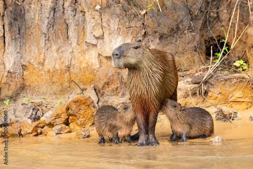 Madre carpincho capibara amamantando