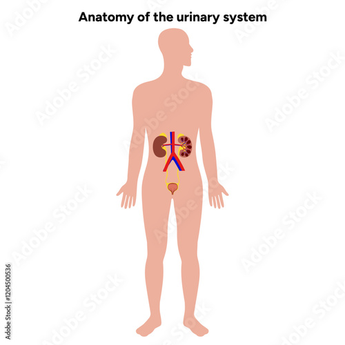 Human anatomy of the urinary system. Medical illustration. Kidney, bladder, urinary tract
