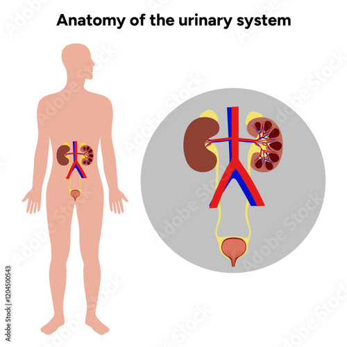 Human anatomy of the urinary system. Medical illustration. Kidney, bladder, urinary tract