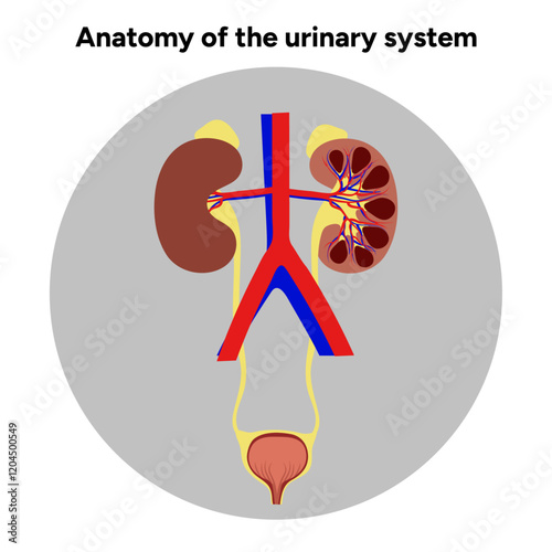 Human anatomy of the urinary system. Medical illustration. Kidney, bladder, urinary tract