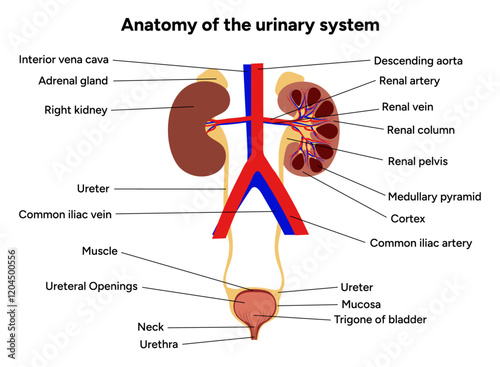 Human anatomy of the urinary system. Medical illustration. Kidney, bladder, urinary tract