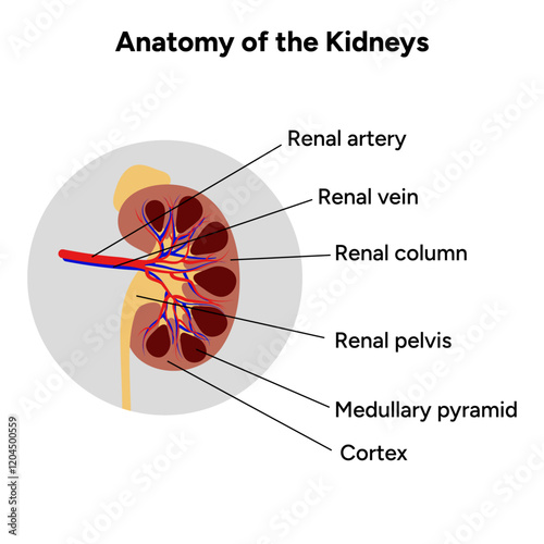 Human anatomy of the kidneys function. Medical illustration