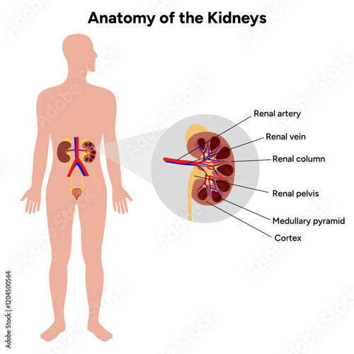 Human anatomy of the kidneys function. Medical illustration