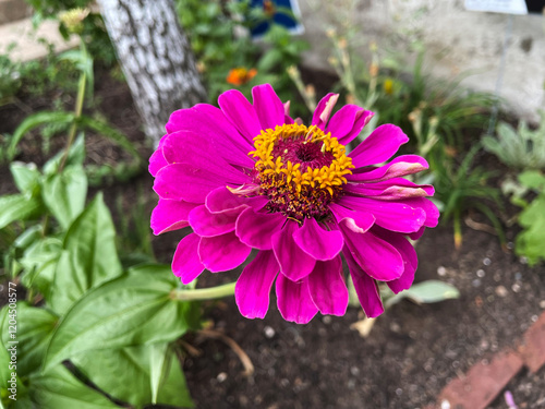 Fotografi pink zinnia flower