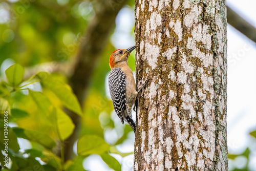 Carpintero jabao - Melanerpes rubricapillus; Red-croned Woodpecker photo